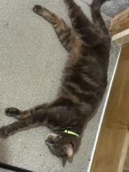 Lost Female Cat last seen Davy lamp Ilkeston, Derbyshire, England DE7 4DL