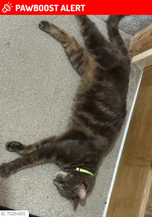 Lost Female Cat last seen Davy lamp Ilkeston, Derbyshire, England DE7 4DL