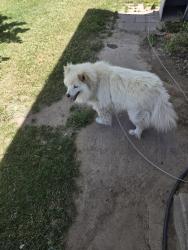 Lost Male Dog last seen Near west 2175 north, Clinton, UT 84015