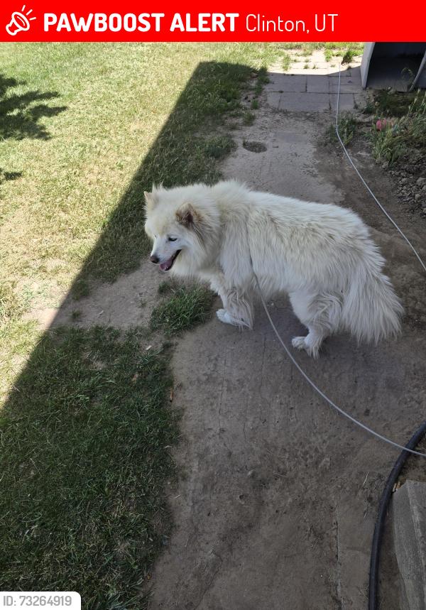 Lost Male Dog last seen Near west 2175 north, Clinton, UT 84015