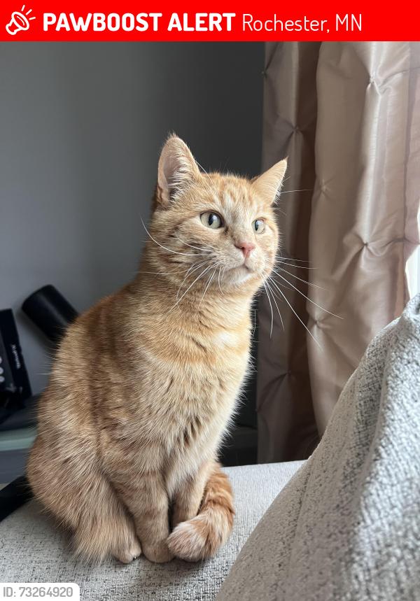 Lost Female Cat last seen 21st ST SE off of 20th by ben Franklin elementary, Rochester, MN 55904