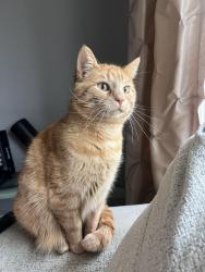 Lost Female Cat last seen 21st ST SE off of 20th by ben Franklin elementary, Rochester, MN 55904