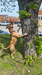 Reunited Female Dog last seen Town Talk@ Beach Street and 1st Street, Fort Worth, TX 76111
