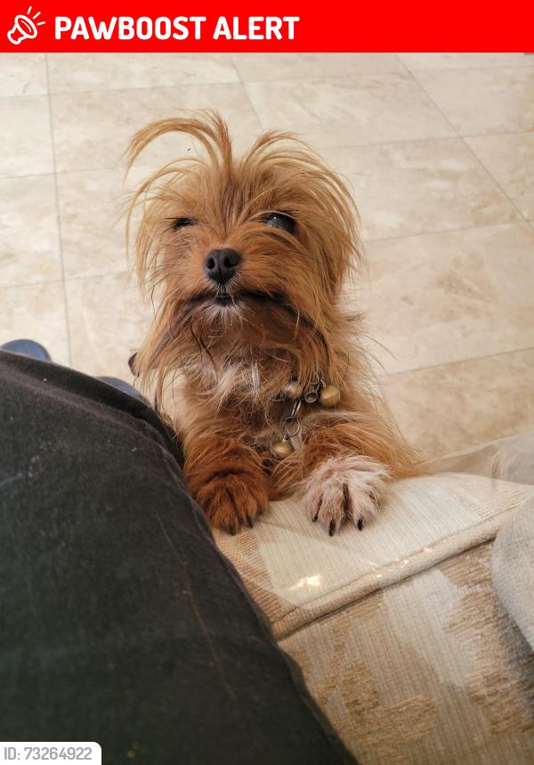 Lost Female Dog last seen Branston, Branston, England DE14 3DL