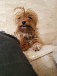 Lost Female Dog last seen Branston, Branston, England DE14 3DL