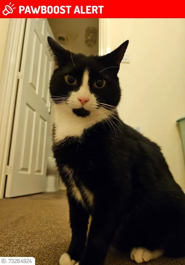 Lost Male Cat last seen Yonder Acre Way, Devon, England EX5 7JP