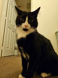 Lost Male Cat last seen Yonder Acre Way, Devon, England EX5 7JP