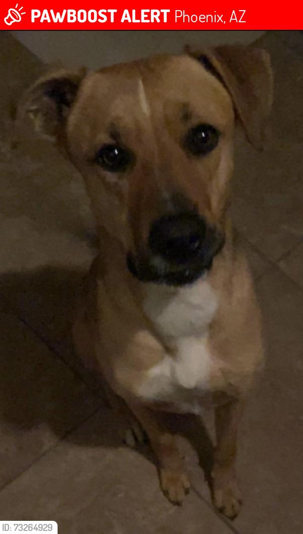 Lost Male Dog last seen Near N 89th Dr Phoenix, AZ 85037 United States, Phoenix, AZ 85037