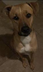Lost Male Dog last seen Near N 89th Dr Phoenix, AZ 85037 United States, Phoenix, AZ 85037