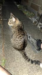 Found/Stray Unknown Cat last seen Ne 142nd Ave and ne 79th street, Vancouver, WA 98682