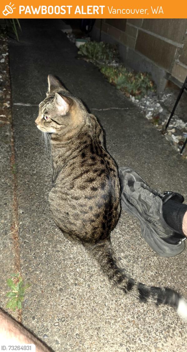 Found/Stray Unknown Cat last seen Ne 142nd Ave and ne 79th street, Vancouver, WA 98682