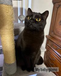 Reunited Male Cat last seen Near 50Th Street, Brooklyn, NY 11219