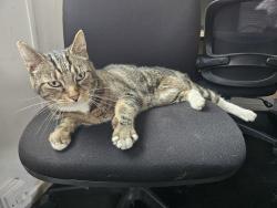 Found/Stray Female Cat last seen Manor hse tube station, Finsbury Park, England 