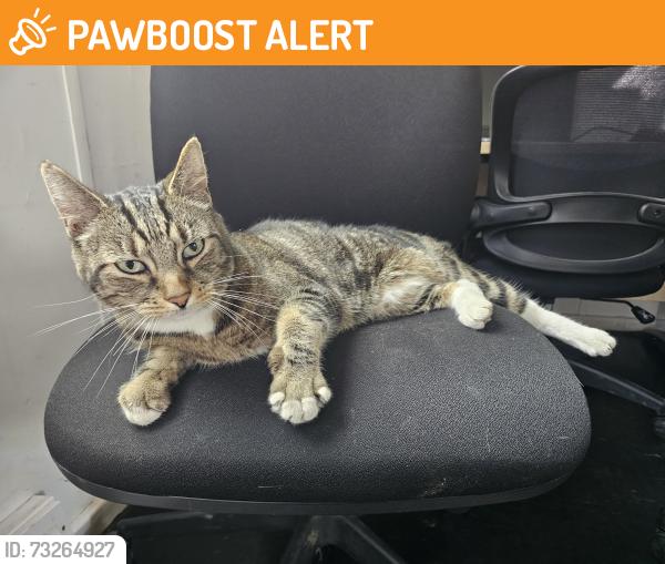 Found/Stray Female Cat last seen Manor hse tube station, Finsbury Park, England 