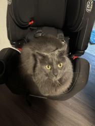 Lost Male Cat last seen Windeler rd and Georgia Tavern Rd, Howell Township, NJ 07731