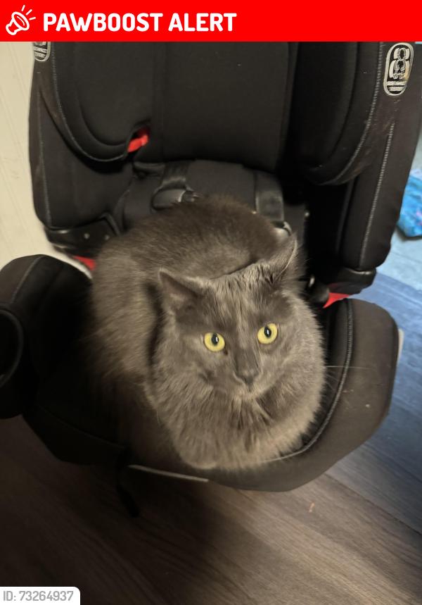 Lost Male Cat last seen Windeler rd and Georgia Tavern Rd, Howell Township, NJ 07731