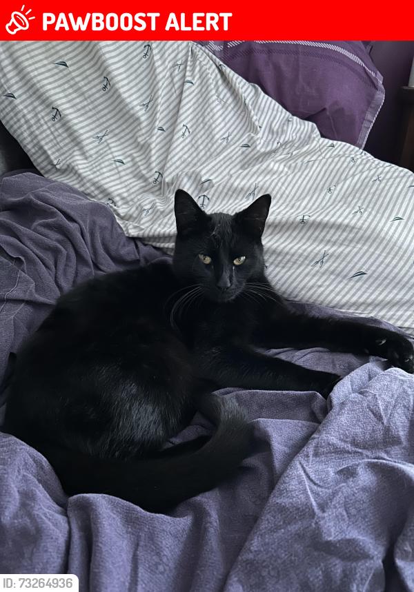 Lost Male Cat last seen Victoria Drive Lyneham, Lyneham, England SN15 4RA
