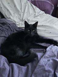 Lost Male Cat last seen Victoria Drive Lyneham, Lyneham, England SN15 4RA