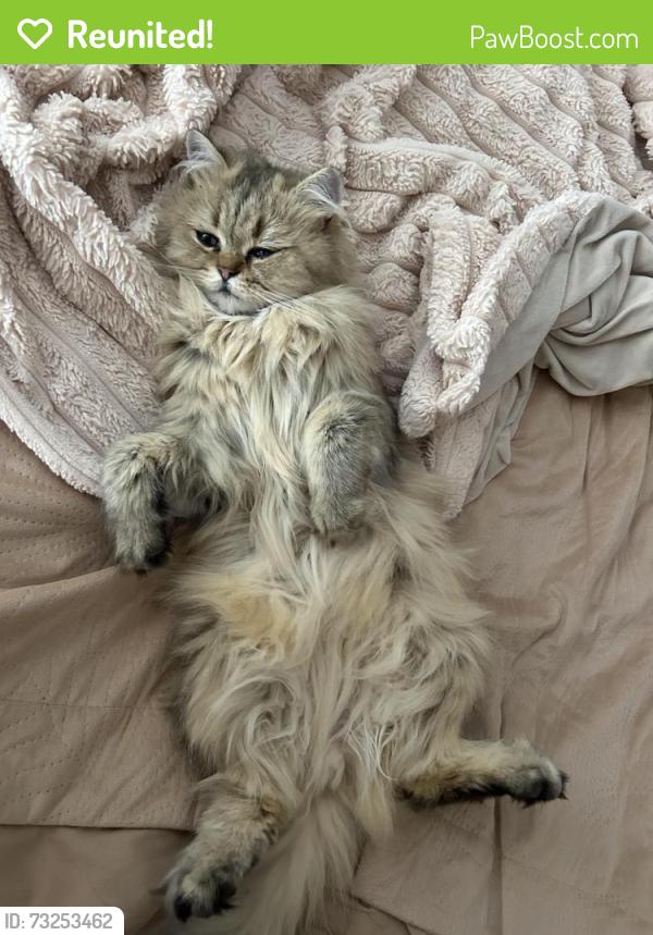 Reunited Male Cat last seen White swan in wickford, Essex, England SS11 7NE