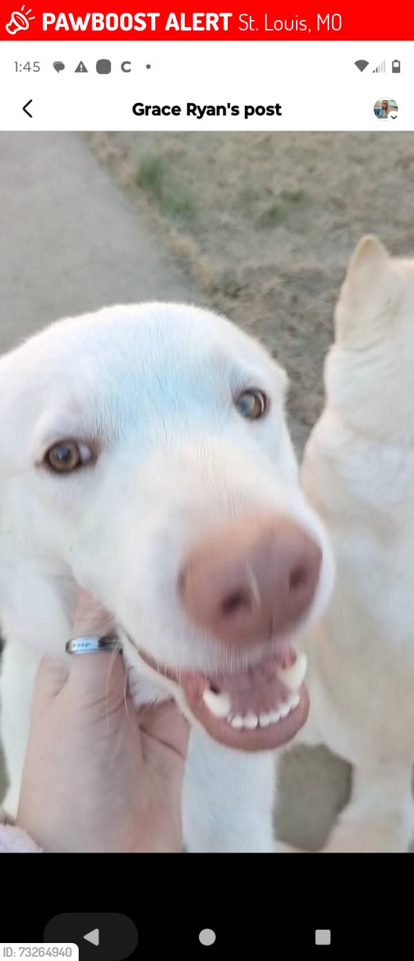 Lost Male Dog last seen Near Frieda Avenue, St. Louis, MO 63116