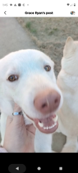 Lost Male Dog last seen Near Frieda Avenue, St. Louis, MO 63116