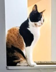 Lost Female Cat last seen Mountain industrial blvd., Tucker, GA 30084
