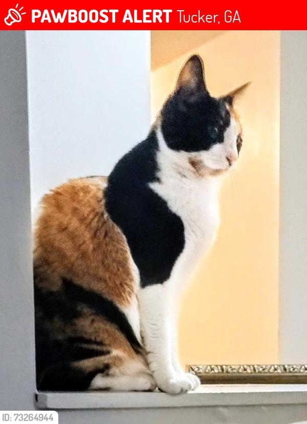 Lost Female Cat last seen Mountain industrial blvd., Tucker, GA 30084