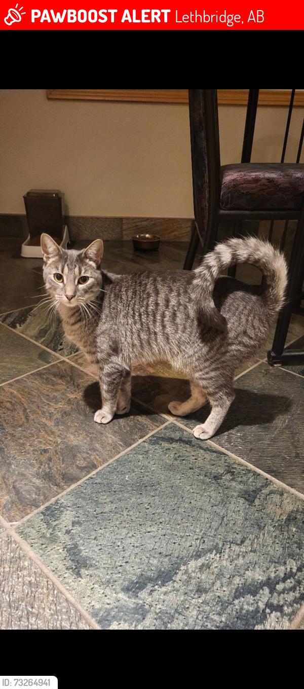 Lost Male Cat last seen Near Trent Road W, Lethbridge, AB T1K 4N1