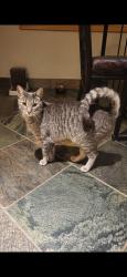 Lost Male Cat last seen Near Trent Road W, Lethbridge, AB T1K 4N1