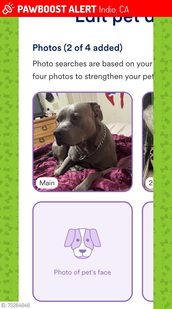 Lost Male Dog last seen Indio, Indio, CA 92201