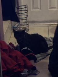 Reunited Male Cat last seen Arbordale Dr and Hanks Ln, Port Richey, FL 34668