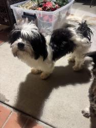 Found/Stray Male Dog last seen Yukon & 115, Inglewood, CA 90303