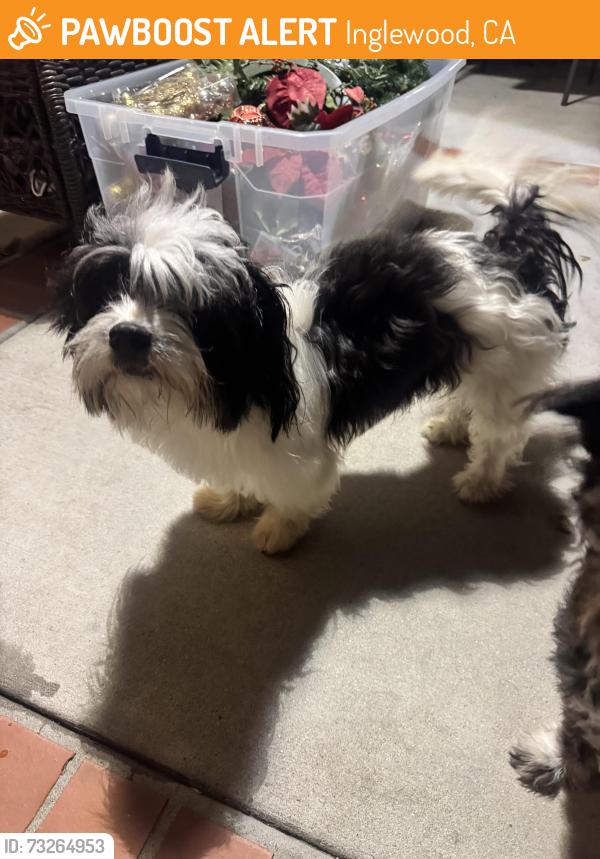 Found/Stray Male Dog last seen Yukon & 115, Inglewood, CA 90303