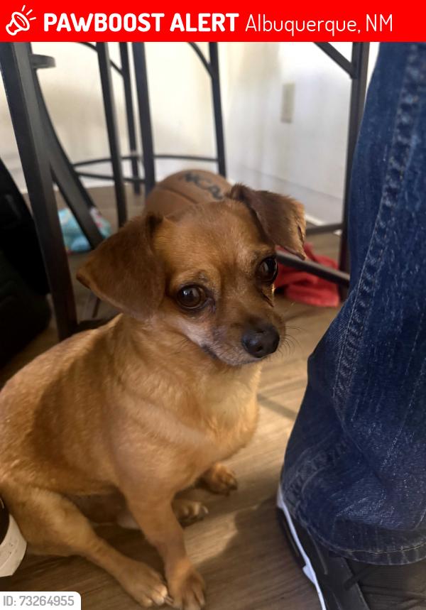 Lost Male Dog last seen Tramway and central, Albuquerque, NM 87123