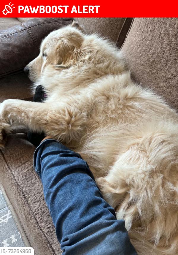 Lost Female Dog last seen Hwy 49, Spartanburg County, SC 29335