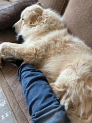 Lost Female Dog last seen Hwy 49, Spartanburg County, SC 29335