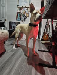 Reunited Male Dog last seen Race & 16th, Denver, CO 80218