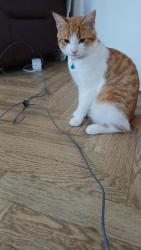 Lost Male Cat last seen McDonald's, Leicester, England 