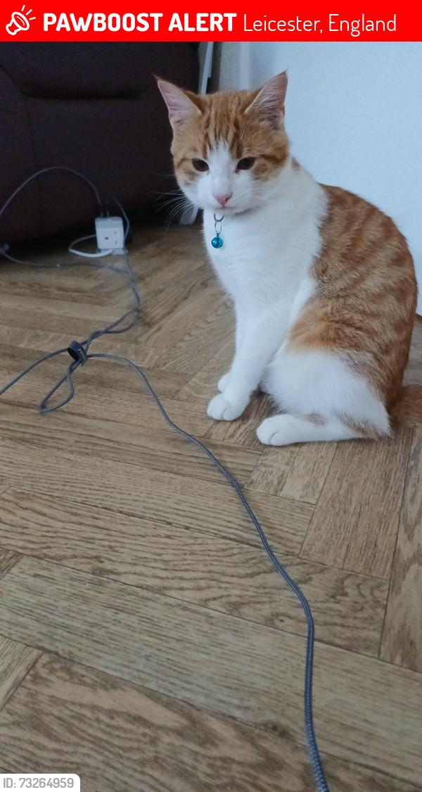 Lost Male Cat last seen McDonald's, Leicester, England 