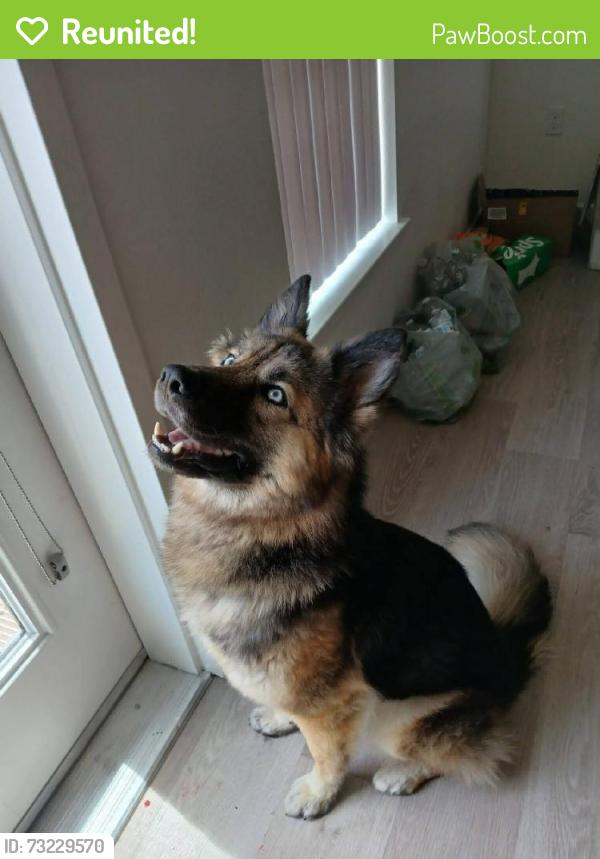 Reunited Female Dog last seen Comfort Inn Hotel, Rancho Cordova, CA 95742