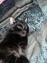Lost Male Cat last seen Atrium way and Alpine Cir, Columbia, SC 29223