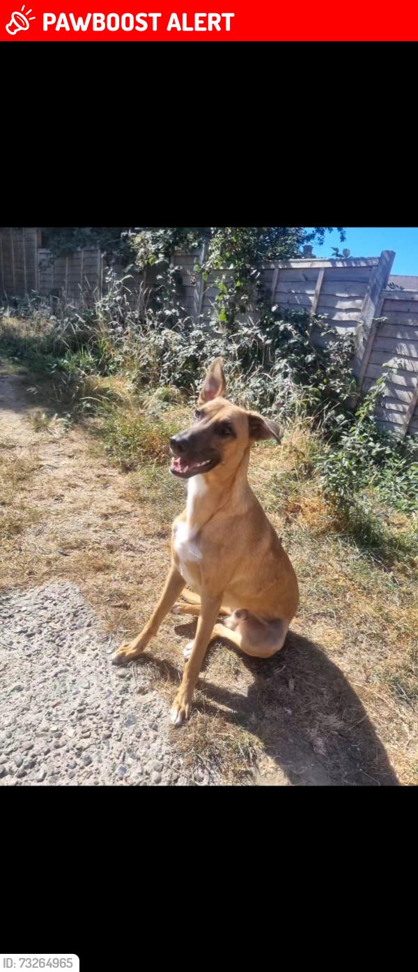 Lost Male Dog last seen Saint kilda road, Luton, England LU4 0UJ