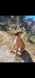 Lost Male Dog last seen Saint kilda road, Luton, England LU4 0UJ