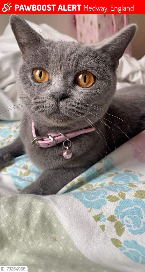 Lost Female Cat last seen Twydall, Medway, England 