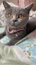 Lost Female Cat last seen Twydall, Medway, England 