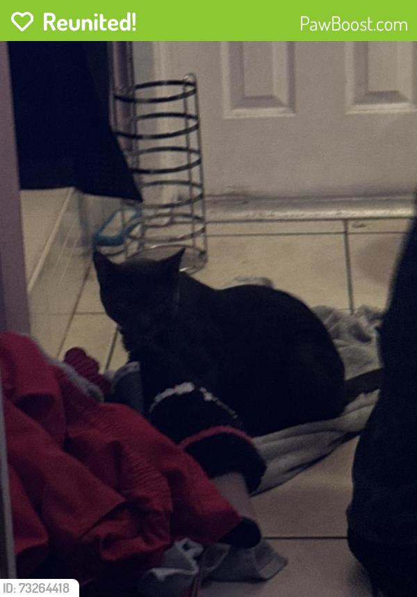 Reunited Male Cat last seen Arbordale Dr and Hanks Ln, Port Richey, FL 34668