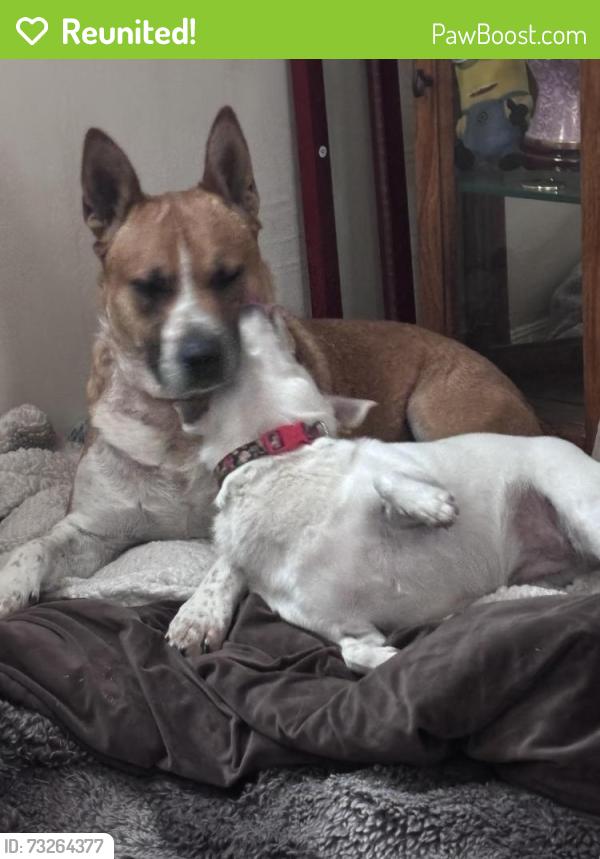 Reunited Male Dog last seen My hse, Cheyenne, WY 82007