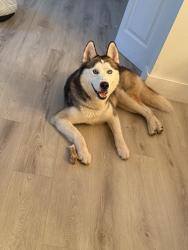 Found/Stray Male Dog last seen Near e 9th ct, Hialeah, FL 33010