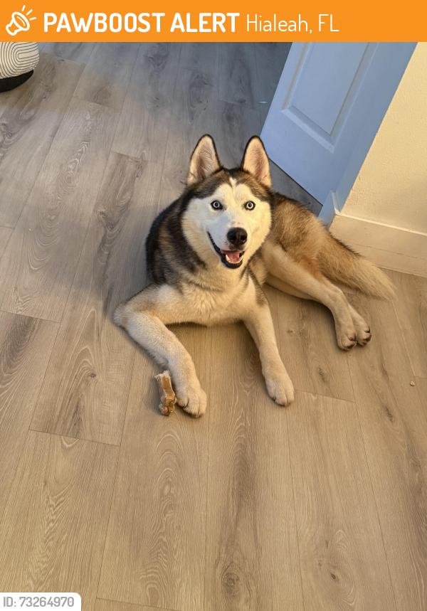 Found/Stray Male Dog last seen Near e 9th ct, Hialeah, FL 33010