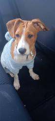 Lost Male Dog last seen S. Archilbald ave & Tower Dr, Ontario, CA 91761